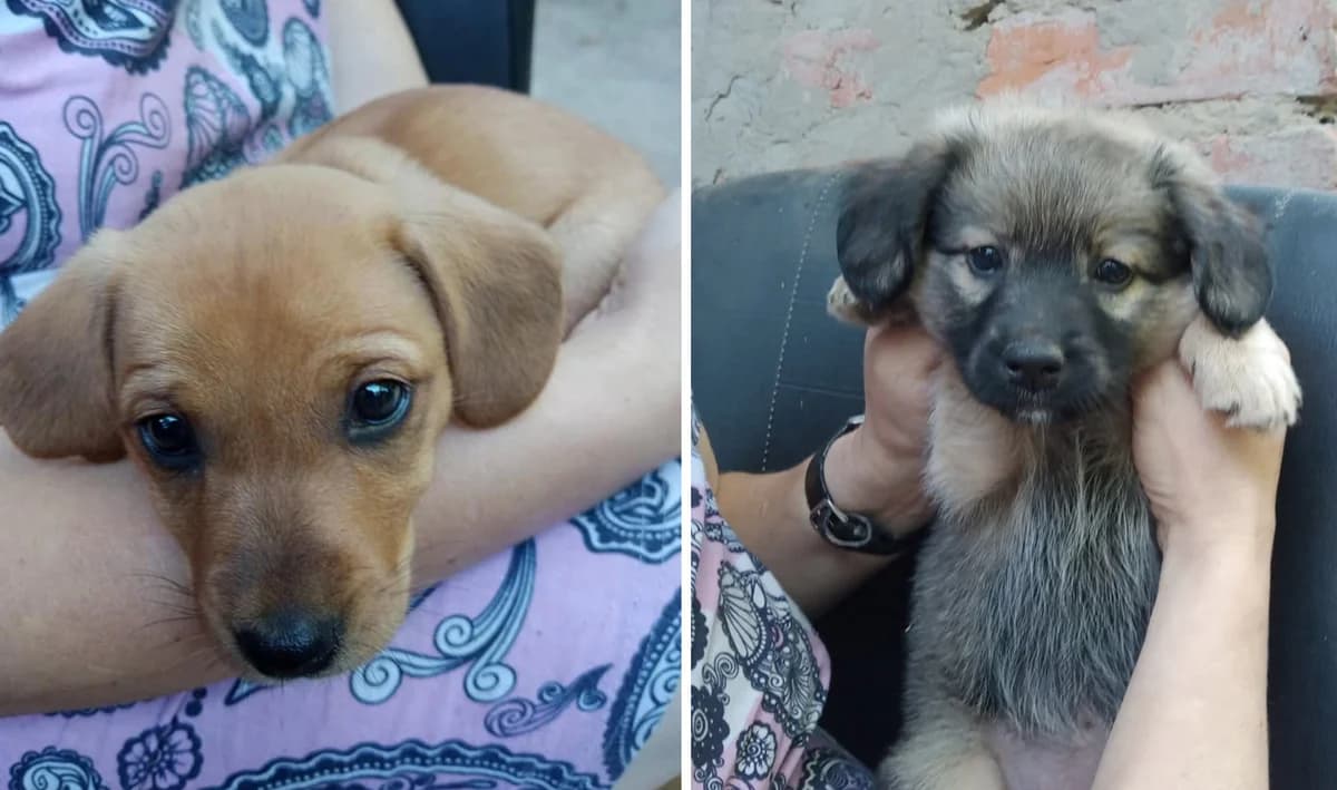 MALENKI TsUTsENYaTA ShUKAYuT DIM (МАЛЕНЬКІ ЦУЦЕНЯТА ШУКАЮТЬ ДІМ),  Mixed Breed for adoption at Верность (Vernost)