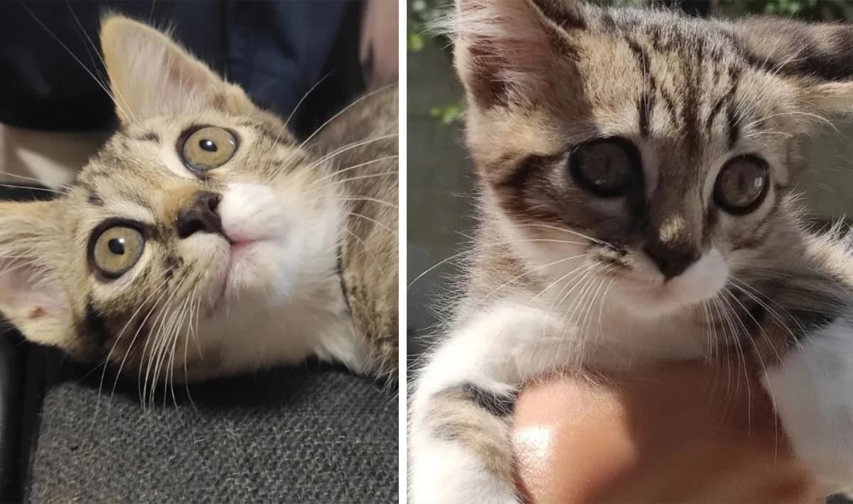 Malenkiy kotik Tisha chekaye svoyiyu rodinu (Маленький котик Тиша чекає своїю родину), Mixed Breed for adoption at Верность (Vernost)