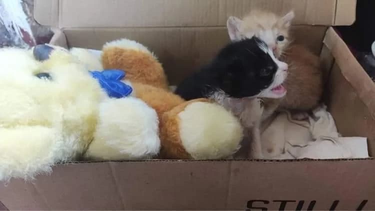 Pidkinuli dvokh koshenyat, shukayemo prikhistok dlya malechi (Підкинули двох кошенят, шукаємо прихис, Mixed Breed for adoption at Верность (Vernost)