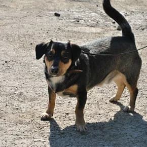 Bonapart ishtet semyu (Бонапарт ищет семью), Mixed Breed for adoption at Верность (Vernost)
