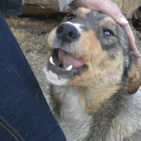 Dina, suka, 1 god, ochen laskovaya (Дина, сука, 1 год, очень ласковая), Mixed Breed for adoption at Верность (Vernost)