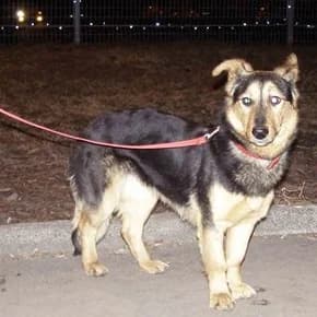 Sirena — suka 2 goda, sterilizovana (Сирена — сука 2 года, стерилизована), Mixed Breed for adoption at Верность (Vernost)