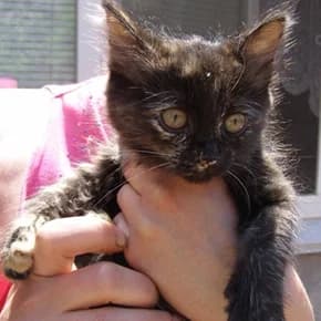 Masya, koshechka 1.5 mes., cherepakhovaya (Мася, кошечка 1.5 мес., черепаховая), Mixed Breed for adoption at Верность (Vernost)