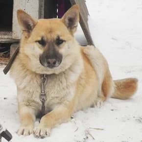 Daynu nashli i vernuli na perederzhku (Дайну нашли и вернули на передержку), Mixed Breed for adoption at Верность (Vernost)