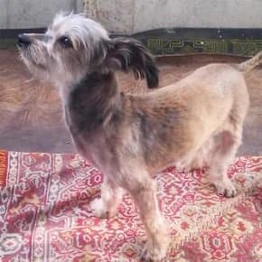 Basik, malenkiy 3-4 goda IS (Басик, маленький 3-4 года ИС),  Mixed Breed for adoption at Верность (Vernost)