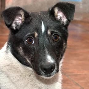 Druzhok, shtenok s perelomom lapy na pr. Petrovskogo (Дружок, щенок с переломом лапы на пр. Петровск,  Mixed Breed for adoption at Верность (Vernost)