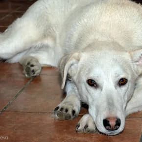 Belochka, 7-8mes., sbita vozle «Vavilona» (Белочка, 7-8мес., сбита возле «Вавилона»),  Mixed Breed for adoption at Верность (Vernost)
