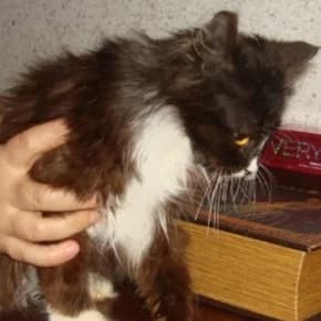 Lika, 5 mes, pushistaya krasotka (Лика, 5 мес, пушистая красотка),  Mixed Breed for adoption at Верность (Vernost)