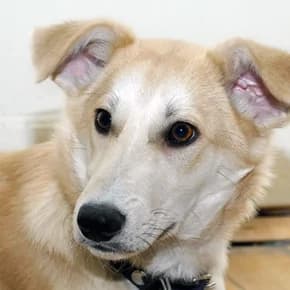 Pupsik, podmashinnik s Gagarina, 5mes. Pomosht v pristroystve (Пупсик, подмашинник с Гагарина, 5мес.,  Mixed Breed for adoption at Верность (Vernost)