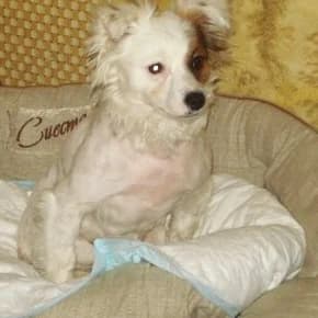 Belochka, sobachka s puley v pozvonochnike (Белочка, собачка с пулей в позвоночнике),  Mixed Breed for adoption at Верность (Vernost)
