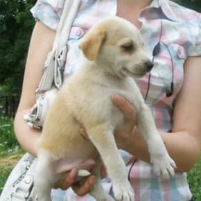 8 zamechatelnykh shtenkov, nuzhen sokurator (8 замечательных щенков, нужен сокуратор),  Mixed Breed for adoption at Верность (Vernost)