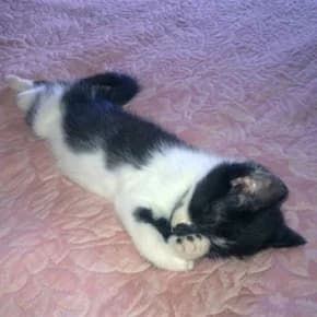 6 kotyat iz podvala (6 котят из подвала),  Mixed Breed for adoption at Верность (Vernost)