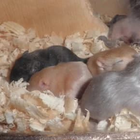 Peschanki v khoroshie ruki (Песчанки в хорошие руки),  Mixed Breed for adoption at Верность (Vernost)