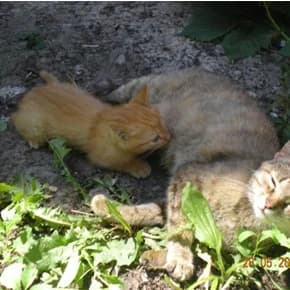 Malenkiy ryzhik, slepoy na 1 glazik, 2 mes (Маленький рыжик, слепой на 1 глазик, 2 мес),  Mixed Breed for adoption at Верность (Vernost)