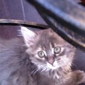 Usha, kotenok okolo 1 mes. devochka (Уша, котенок около 1 мес. девочка),  Mixed Breed for adoption at Верность (Vernost)
