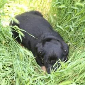 Otdam khoroshikh shtenyat v khoroshie ruki (Отдам хороших щенят в хорошие руки),  Mixed Breed for adoption at Верность (Vernost)