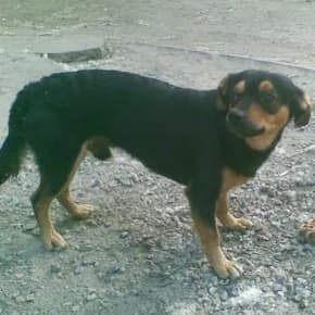 Dzhonnik, vybroshennyy melkiy pes (Джонник, выброшенный мелкий пес),  Mixed Breed for adoption at Верность (Vernost)