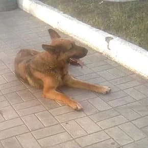 Pribludilas ovcharka ili khoroshiy metis (Приблудилась овчарка или хороший метис),  Mixed Breed for adoption at Верность (Vernost)