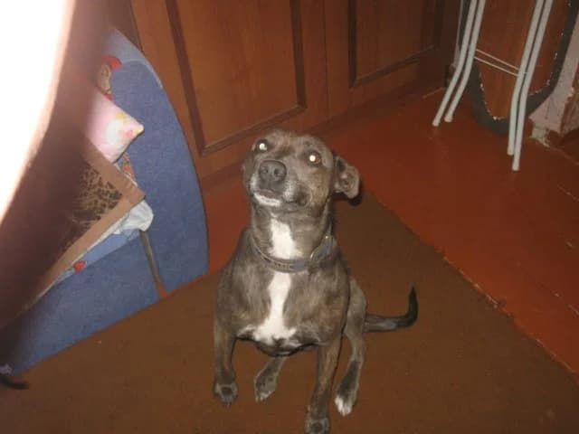 Metis staffa? Devochka (Метис стаффа? Девочка),  Mixed Breed for adoption at Верность (Vernost)
