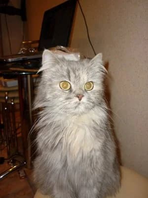 Naydena persidskaya koshka (Найдена персидская кошка),  Mixed Breed for adoption at Верность (Vernost)