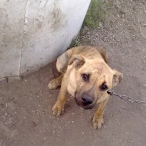 Shtenok-kobel, 5 mes, metisik boksera (Щенок-кобель, 5 мес, метисик боксера),  Mixed Breed for adoption at Верность (Vernost)