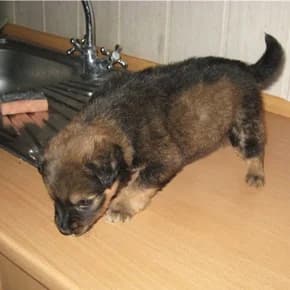 Bespodobnaya Knopochka, 2 mesyatsa, ishtet svoy dom (Бесподобная Кнопочка, 2 месяца, ищет свой дом),  Mixed Breed for adoption at Верность (Vernost)