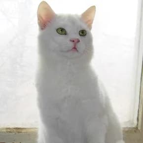 Viskas, belyy kot pod angoru (Вискас, белый кот под ангору),  Mixed Breed for adoption at Верность (Vernost)