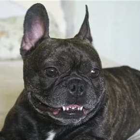Frantsuzskiy buldog. Nashli u tsirka. Nuzhen khozyain (Французский бульдог. Нашли у цирка. Нужен хоз,  Mixed Breed for adoption at Верность (Vernost)
