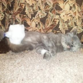 Koshka Britanka, perelom lapy v 2 mestakh (Кошка Британка, перелом лапы в 2 местах),  Mixed Breed for adoption at Верность (Vernost)