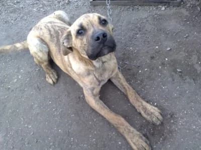 Shtenok-kobel, 5 mes, metisik boksera (Щенок-кобель, 5 мес, метисик боксера),  Mixed Breed for adoption at Верность (Vernost)