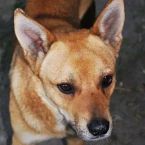 Ryzhiy, 1,5-2 goda (Рыжий, 1,5-2 года),  Mixed Breed for adoption at Верность (Vernost)