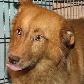 Solnyshko, suka, 10 mesyatsev, ryzhaya. Sterilizovana (Солнышко, сука, 10 месяцев, рыжая. Стерилизов,  Mixed Breed for adoption at Верность (Vernost)