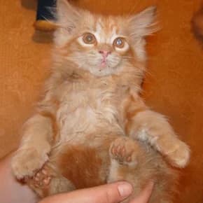 Ryzhiy malchik dlinnosher + persik-belaya dev (Рыжий мальчик длинношер + персик-белая дев),  Mixed Breed for adoption at Верность (Vernost)
