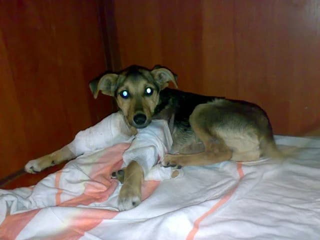 Polomanyy shten broshennyy v klinike (Поломаный щен брошенный в клинике),  Mixed Breed for adoption at Верность (Vernost)