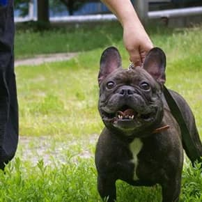 Frantsuzskiy buldog. Nashli u tsirka (Французский бульдог. Нашли у цирка),  Mixed Breed for adoption at Верность (Vernost)