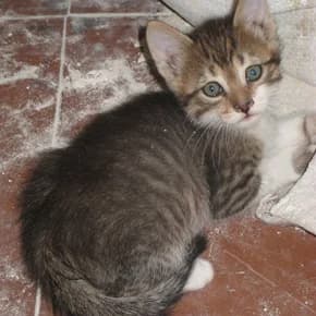 Troe kotyat, 7 nedel (Трое котят, 7 недель),  Mixed Breed for adoption at Верность (Vernost)