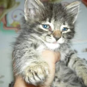 Dzhaz, pushistyy polosatik, neveroyatno krasivyy malchik (Джаз, пушистый полосатик, невероятно краси,  Mixed Breed for adoption at Верность (Vernost)