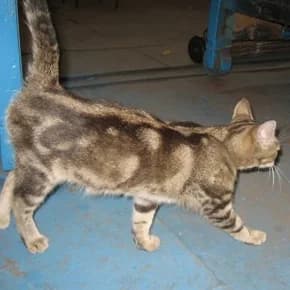 Dva neveroyatnogo mramornogo okrasa molodykh kotika (Два невероятного мраморного окраса молодых коти,  Mixed Breed for adoption at Верность (Vernost)