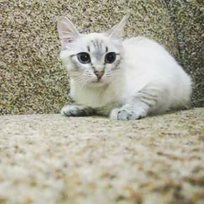 Snezha, koshka, kolorpoynt, gladkoshestnaya (Снежа, кошка, колорпойнт, гладкошестная),  Mixed Breed for adoption at Верность (Vernost)