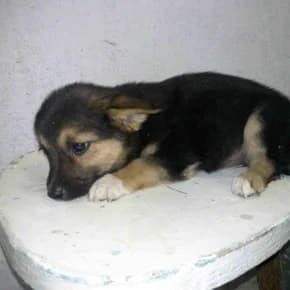 Devki-matreshki, naydeny v pakete pod zaborom (Девки-матрешки, найдены в пакете под забором),  Mixed Breed for adoption at Верность (Vernost)