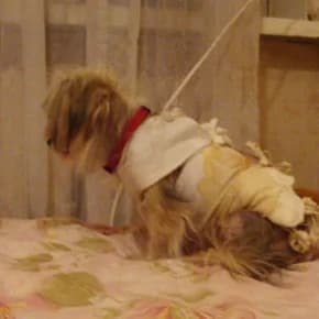 Ochen melkaya sobachka Businka v Aybolite, nuzhna pomosht (Очень мелкая собачка Бусинка в Айболите, ,  Mixed Breed for adoption at Верность (Vernost)