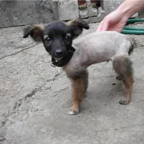 Malenkiy shtenok (Маленький щенок),  Mixed Breed for adoption at Верность (Vernost)