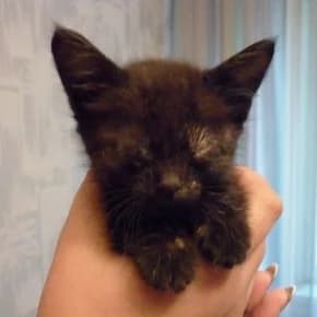 Myshka &mdash; chernyy kotenok, 1,5 mes (Мышка &mdash; черный котенок, 1,5 мес),  Mixed Breed for adoption at Верность (Vernost)