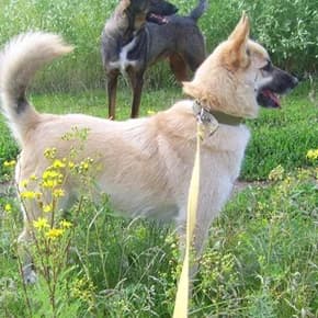 Dayna 1 god, sterilizovana, ryzhaya, otlichnyy okhrannik (Дайна 1 год, стерилизована, рыжая, отличны,  Mixed Breed for adoption at Верность (Vernost)