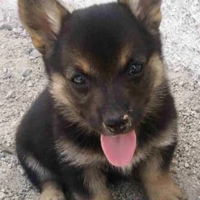 Devki-matreshki, ovcharki sumochnye (Девки-матрешки, овчарки сумочные),  Mixed Breed for adoption at Верность (Vernost)