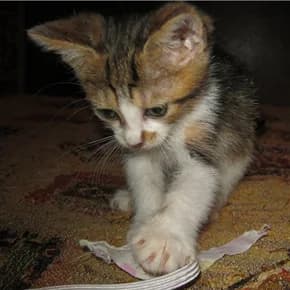 2 zdorovykh bratika, 1.5 mes (2 здоровых братика, 1.5 мес),  Mixed Breed for adoption at Верность (Vernost)