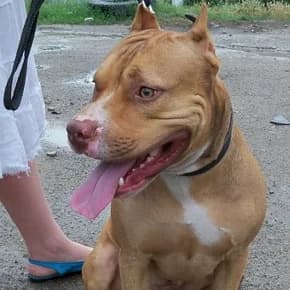 krasnonosyy pit (красноносый пит),  Mixed Breed for adoption at Верность (Vernost)