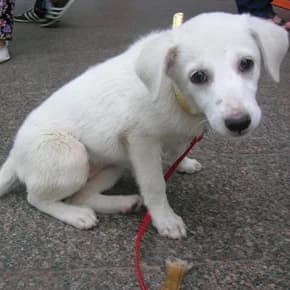 Belosnezhnaya Snezhka (Белоснежная Снежка),  Mixed Breed for adoption at Верность (Vernost)