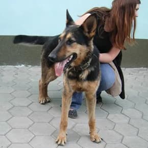 Kobel NO, 2-4 goda, ishtet khozyaina (Кобель НО, 2-4 года, ищет хозяина),  Mixed Breed for adoption at Верность (Vernost)