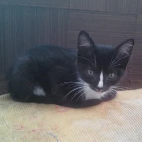 Kotenok-krasotka Asya, 2 mesyatsa (Котенок-красотка Ася, 2 месяца),  Mixed Breed for adoption at Верность (Vernost)